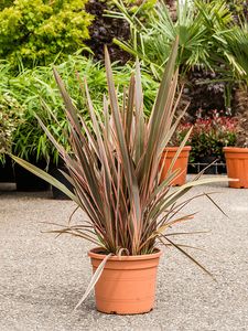 Græs, Phormium Tenax Mix farver Ø19