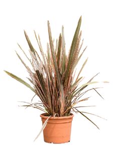 Græs, Phormium Tenax Mix farver Ø19