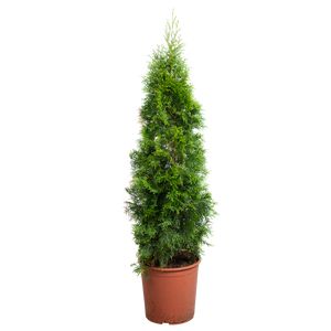Thuja Smaragd Pyramide