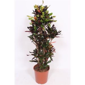 Codiaeum Var. Mammi Ø40 H170