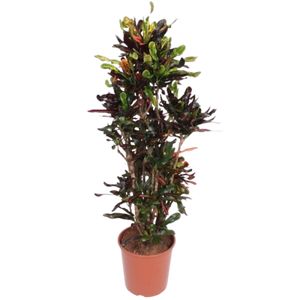 Codiaeum Var. Mammi Ø40 H170