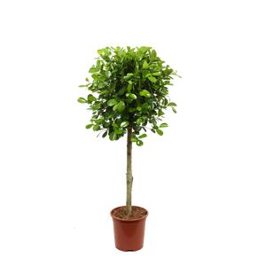 Ficus Moclame Opst.