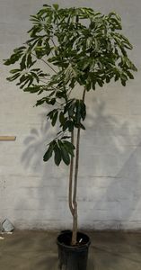 Schefflera Amate Opst.