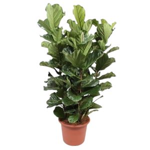 Ficus Lyrata Bambino 3 Pp