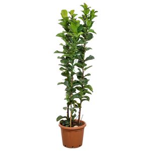 Ficus Lyrata Bambino 3 Pp. Ø30 H160