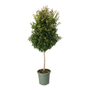 Eugenia Myrtifolia Opst. Ø32 H150