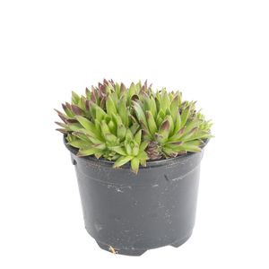 Sempervivum Mix