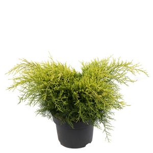 Juniperus div. Bunddække