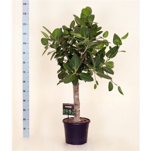 Ficus Benghalensis Audrey Opst.