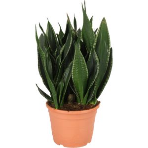 Sansevieria Silver Flame