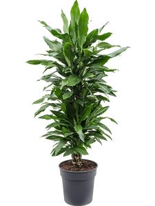 Dracaena Janet Lind Forg.