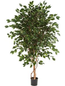 Ficus Benjamina Exotica Ø60 H400