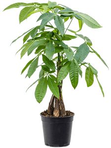 Pachira Aquatica Bonsai Ø44 H120
