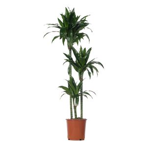 Dracaena Janet Craig 3 Pp