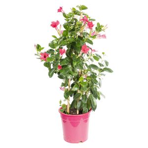 Diphladenia Sundaville Pyramide