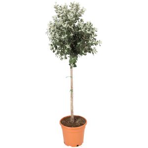 Ceratonia Siliqua opst. Ø35 H130