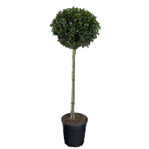 Ilex meserveae Blue Maid Opst. Ø28 H120