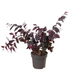 Loropetalum Ø15 H40