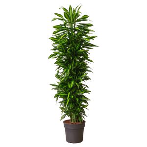 Dracaena Cintho Forgr. Ø34 H190