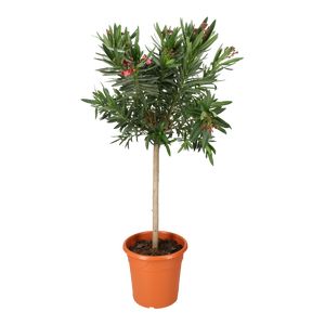 Nerium Oleander Opst.