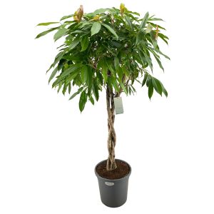 Ficus Amstel King Flettet Stamme