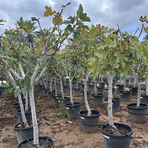 Ficus Carica Opst. Forgr. Ø45 H180