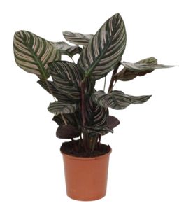 Calathea Ornata