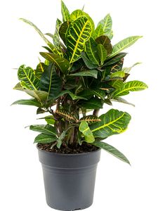 Codiaeum Var. Petra Busk Ø30 H80