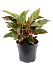 Aglaonema Jungle Red Ø19 H60