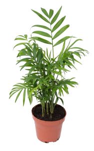 Chamaedorea Elegans