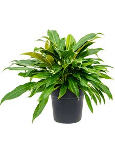 Philodendron Little Phil Ø21 H60