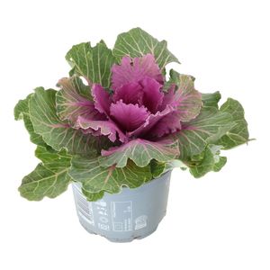 Brassica, Pyntekål Mix Ø13