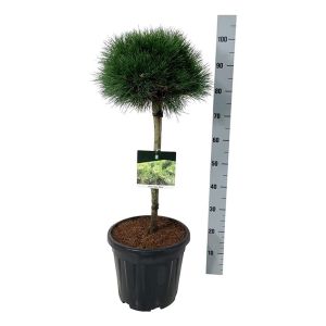 Pinus Nigra Nana Opstammet Ø32 H120