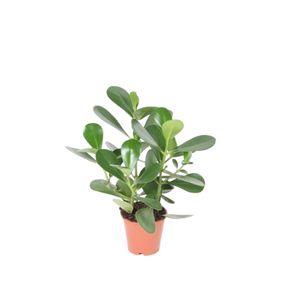 Clusia Rosea Green Magic Ø12 H30