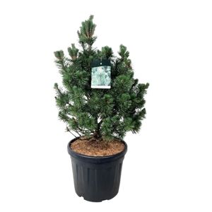 Pinus Mugo Columnaris Ø40 H90