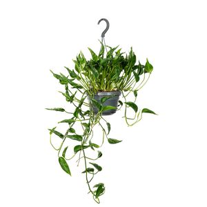 Epipremnum Pinatum Aureum Shangri-La Ø15 H30