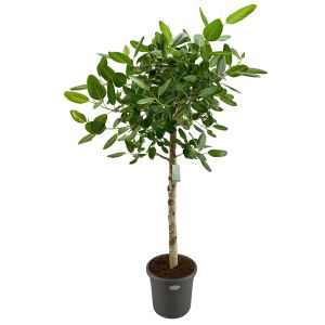 Ficus Benghalensis Audrey Opst. Ø50 H300