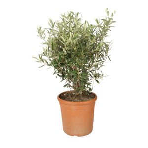 Olea Europaea Busk