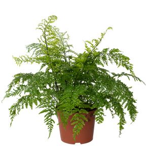 Asplenium Bulbiferum Suze Ø22 H60