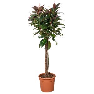 Ficus Elastica Melany Flettet st. Ø30 H130