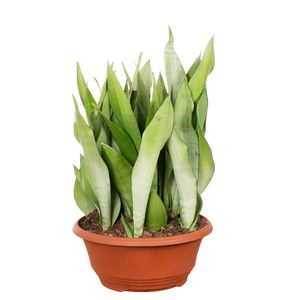 Sansevieria Moonshine