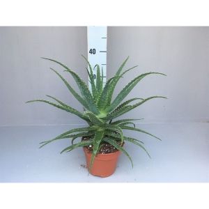 Aloe Arborrescens