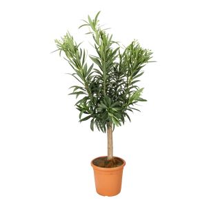 Nerium Oleander Tyk st. Ø26 H120