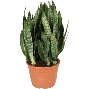 Sansevieria Green Flame Ø24 H70