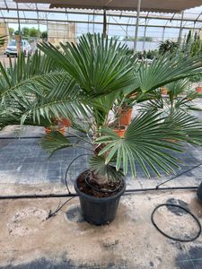 Trachycarpus Wagnerianus