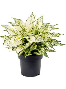 Aglaonema White Kiwi Ø12 H35