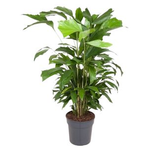 Caryota Mitis