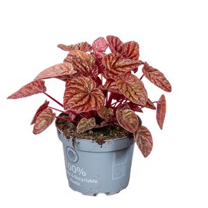 Peperomia Quito Ø12 H15