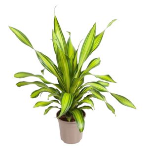 Dracaena Fragrans Charley Ø24 H100