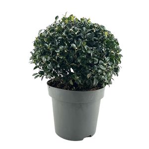 Ilex Meserveae Blue Maid Kugle Ø34 H60